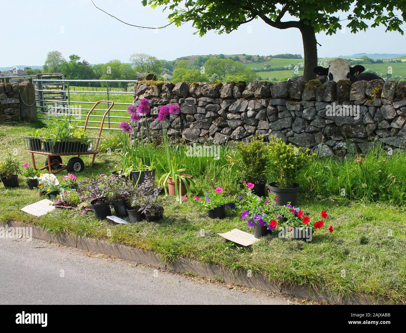 Flowers and plants for sale by the roadside in a Derbyshire village with payment on an honesty box system. Honesty stall UK Stock Photo