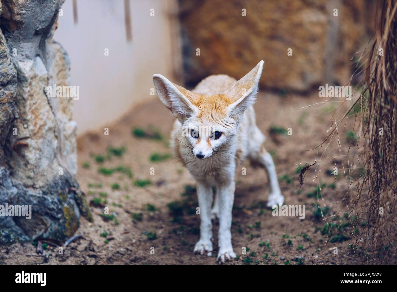 Page 3 South Africa Cute Hair Fur Furry High Resolution Stock Photography And Images Alamy
