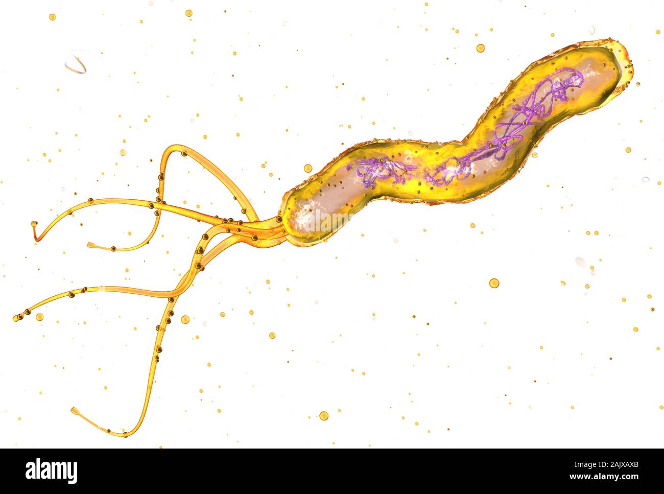 3D illustration showing microscopic view of a single helicobacter pylori bacterium in stomach Stock Photo