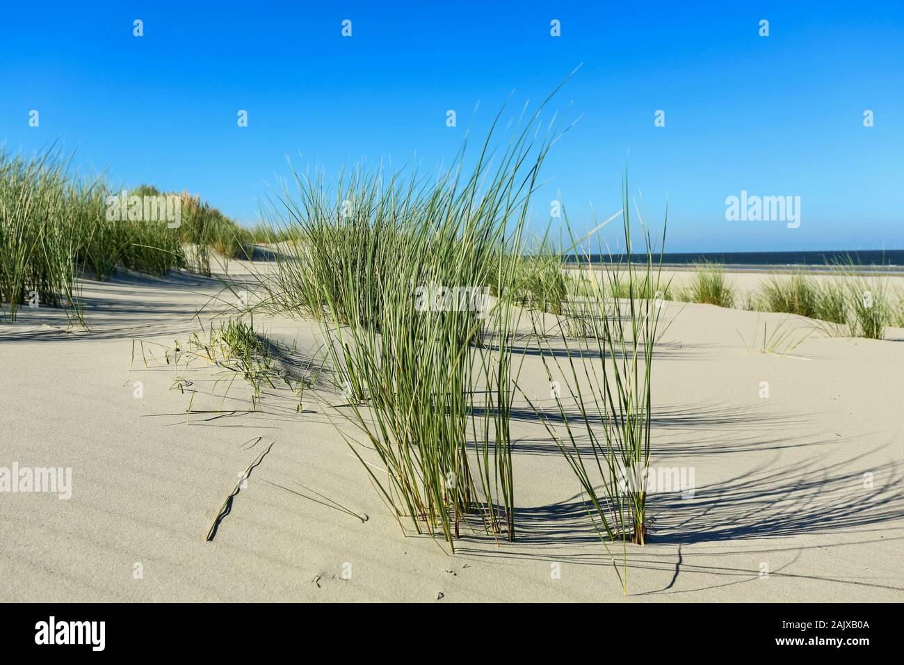 marram grass on a fore dune on german island Borkum Stock Photo