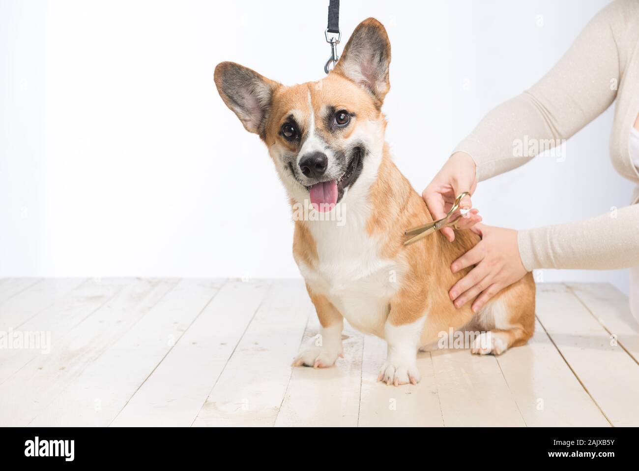 Grooming a dog purebred maltese with scissors Stock Photo Alamy