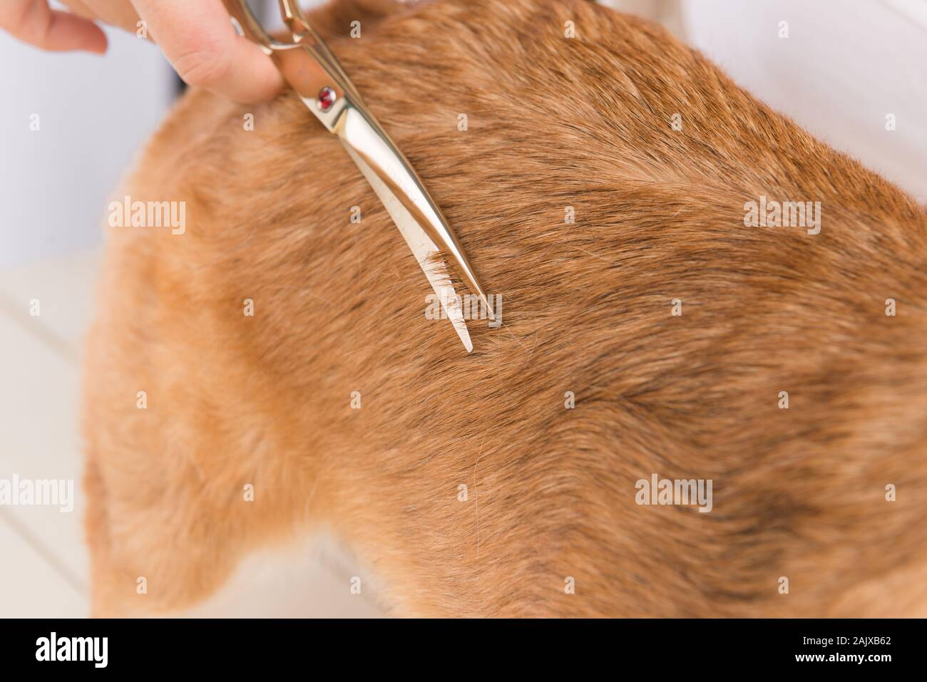 Female groomer use scissors to cut the dog's hair on table Stock Photo