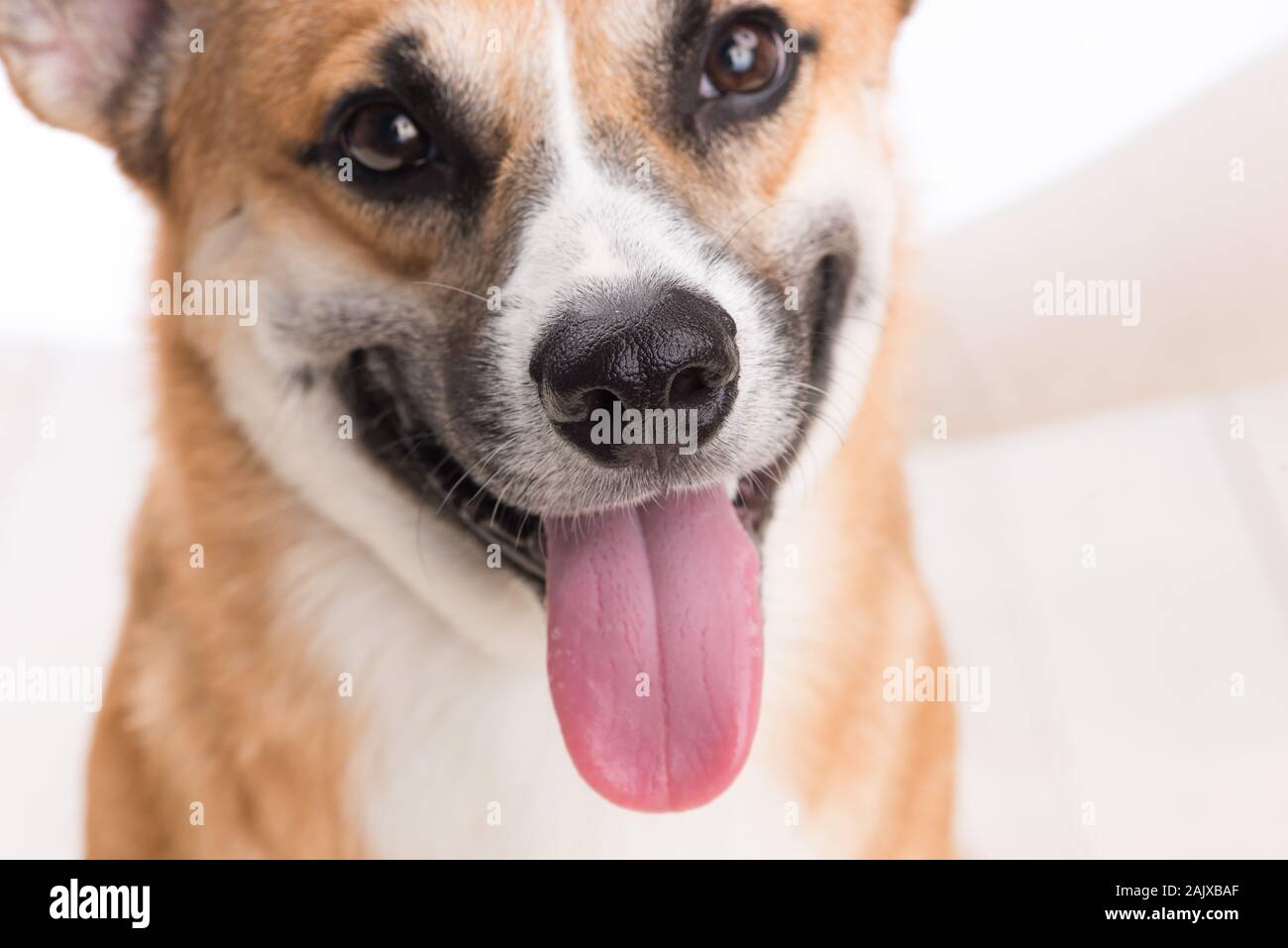 Closeup of a small dog's tongue, white background Stock Photo