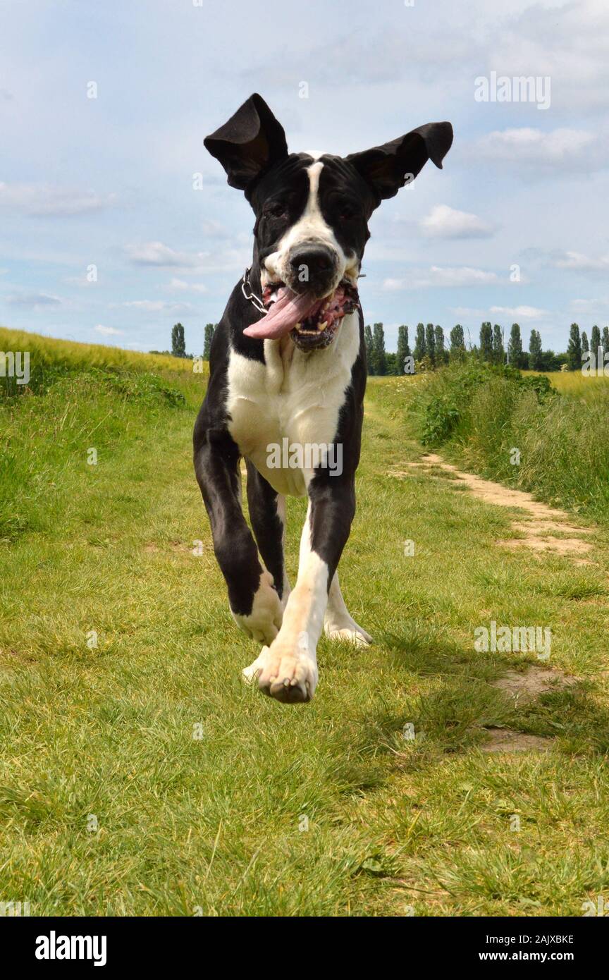 A Great Dane dog breed, which runs in the middle of the fields in the countryside Stock Photo
