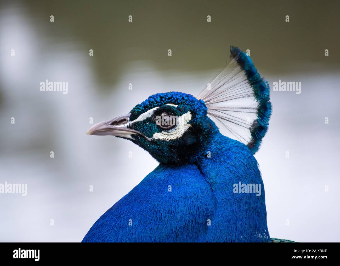 Peacock vector hires stock photography and images Alamy