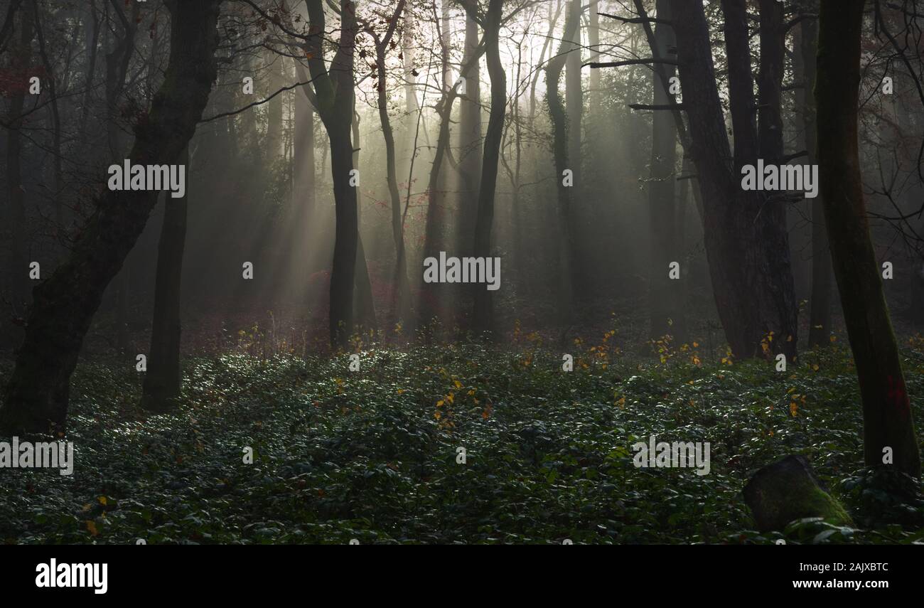 woodland mist in Addington Hills Croydon Surrey late Autumn Stock Photo