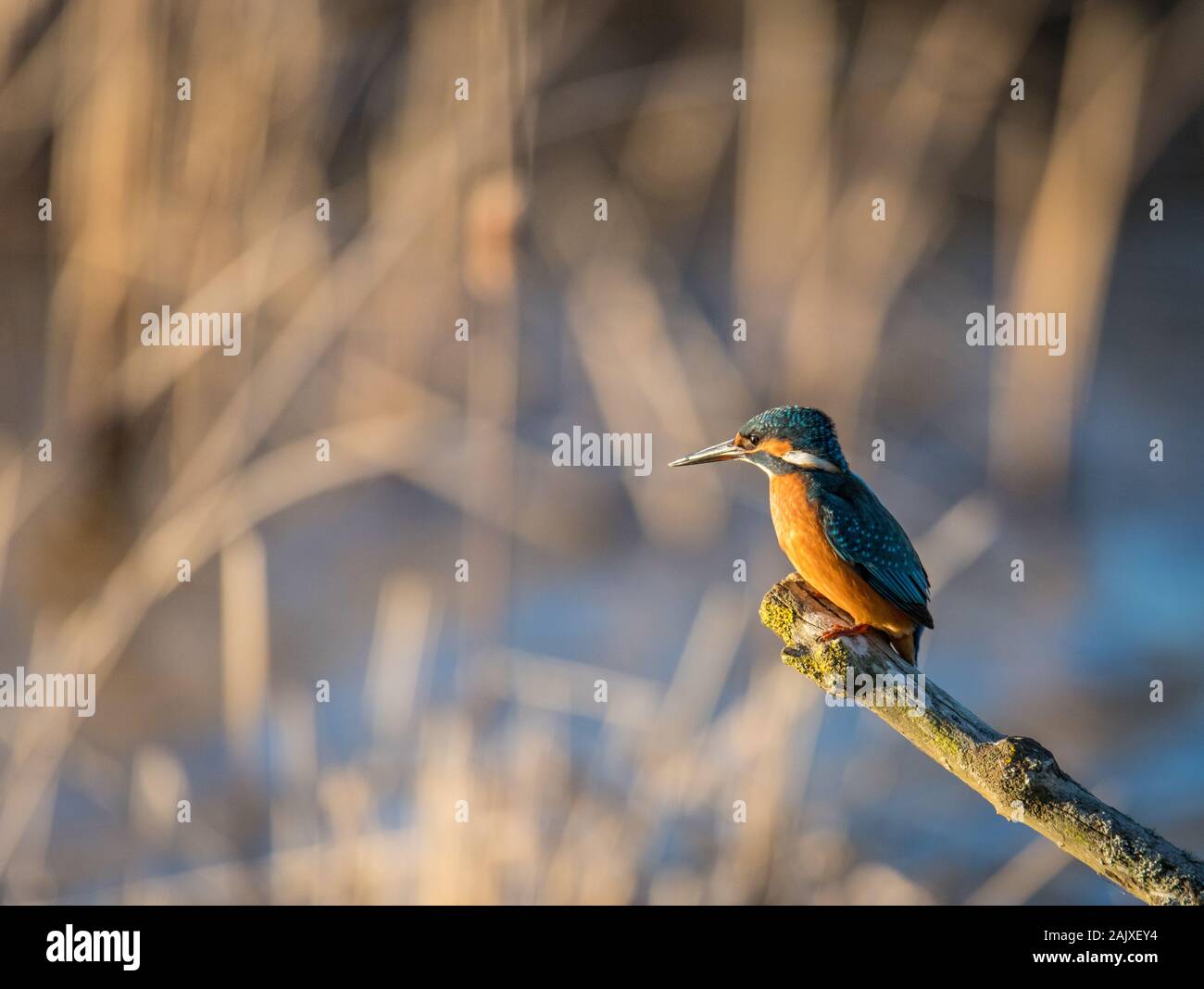 Kingfisher perched on a riverside branch Stock Photo