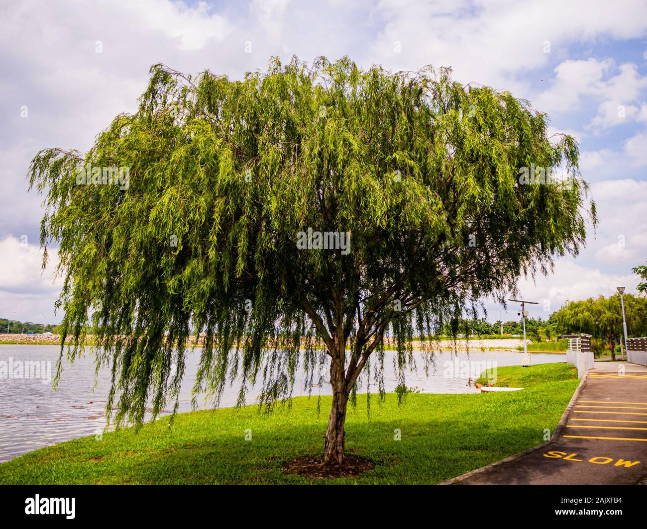 A large willow / weeping willow tree by the water in a nature park in Yishun, Singapore on a sunny day Stock Photo