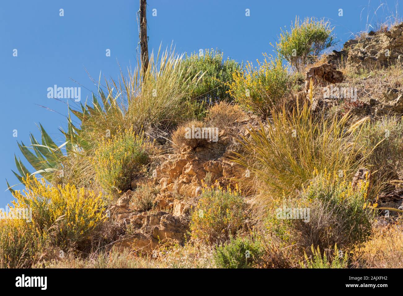 Genisteae,  Broom Plants of the Mediterranean Region Spain Stock Photo