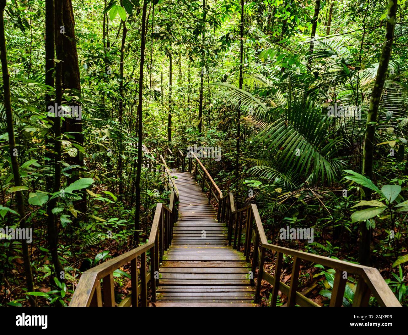 Scenic landscape view of a wooden staircase leading deep into a dense ...