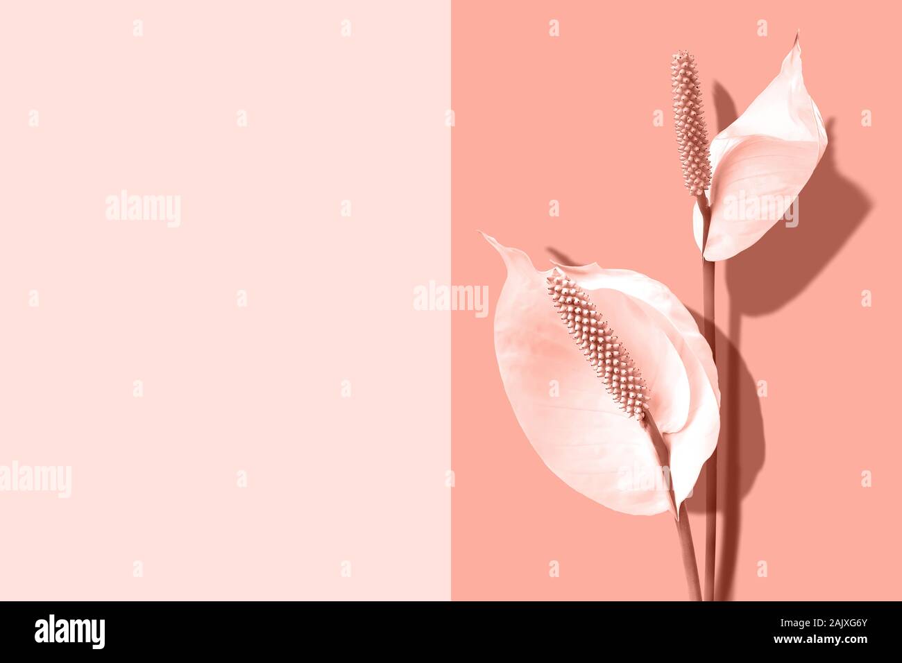 Spathiphyllum flowers on coral color background with copy space. Minimal design. Creative summer flat lay. Banner Stock Photo