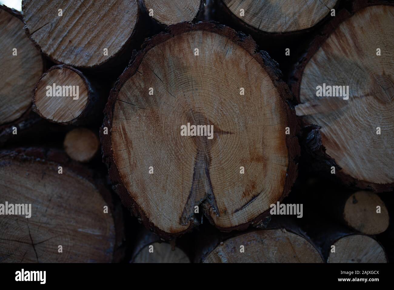 Wood nature outdoors Stock Photo Alamy