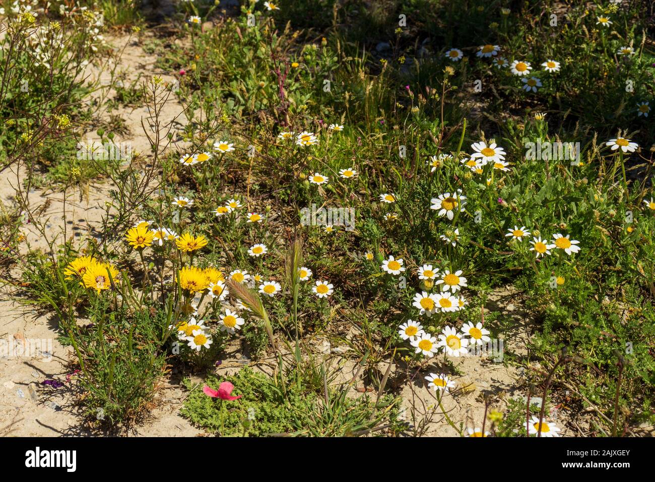 Wild Meadow Flowers in Andalusia Spain Stock Photo