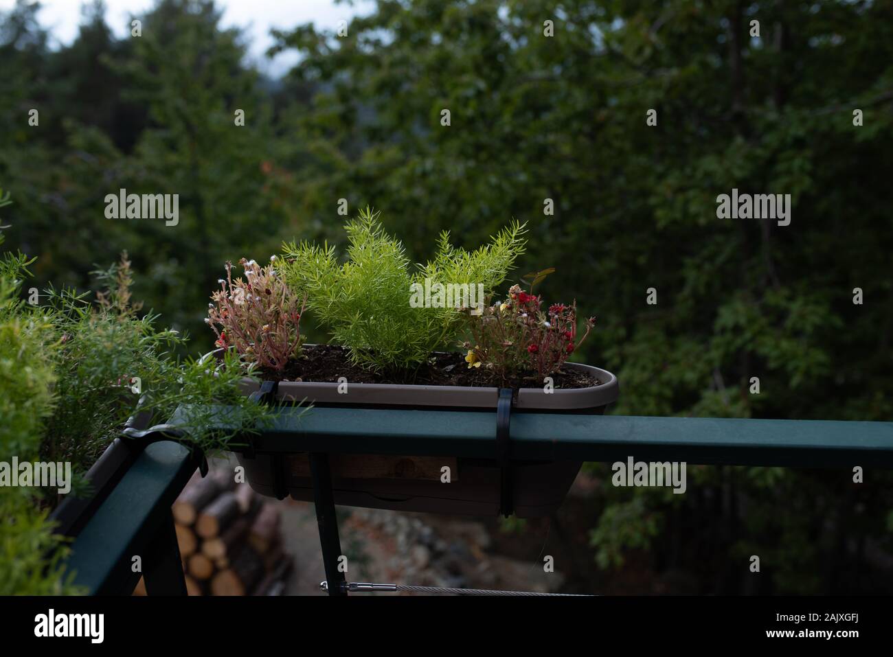 Wood nature outdoors Stock Photo Alamy