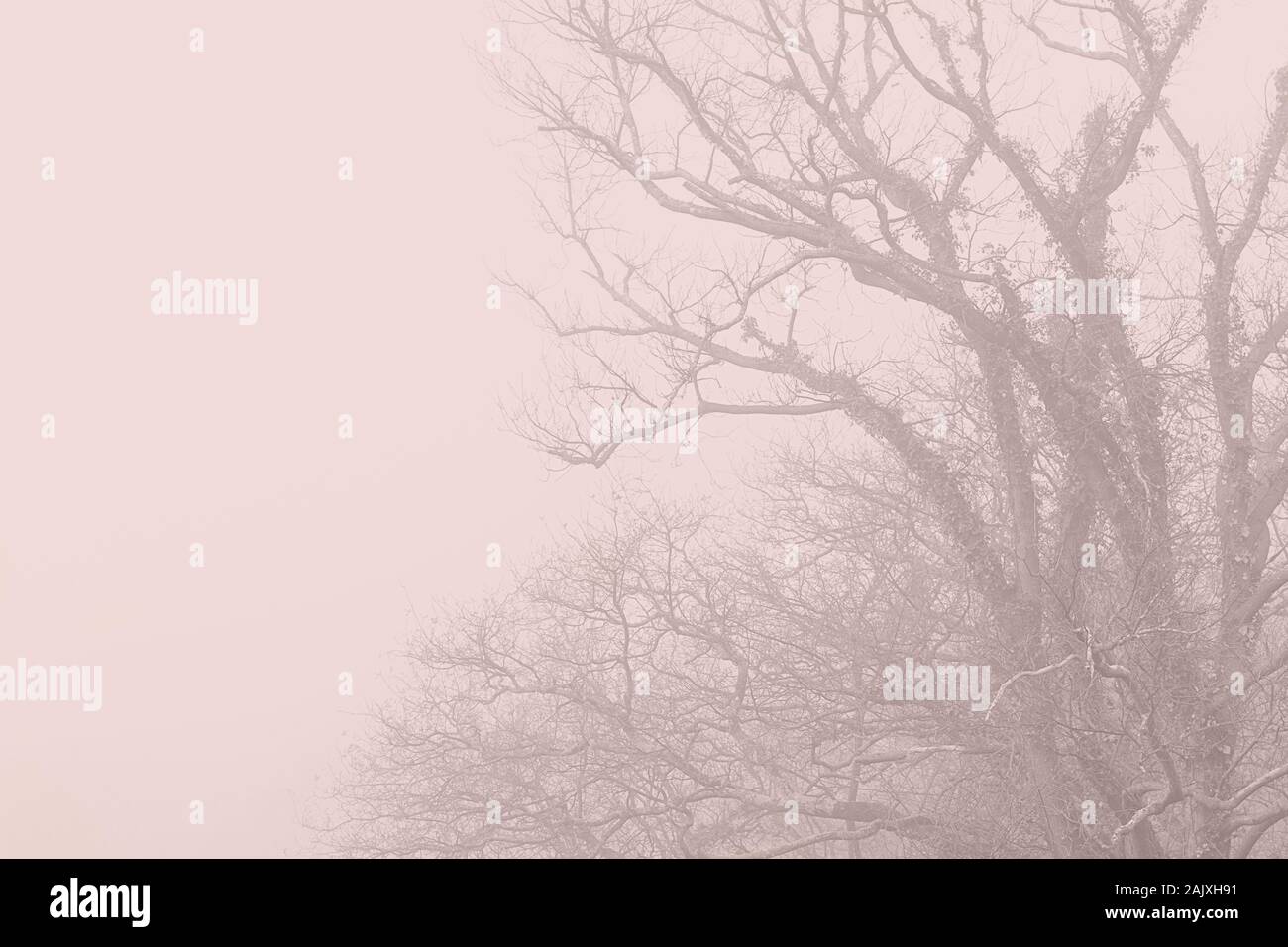 trees in the fog , hendaye - france Stock Photo