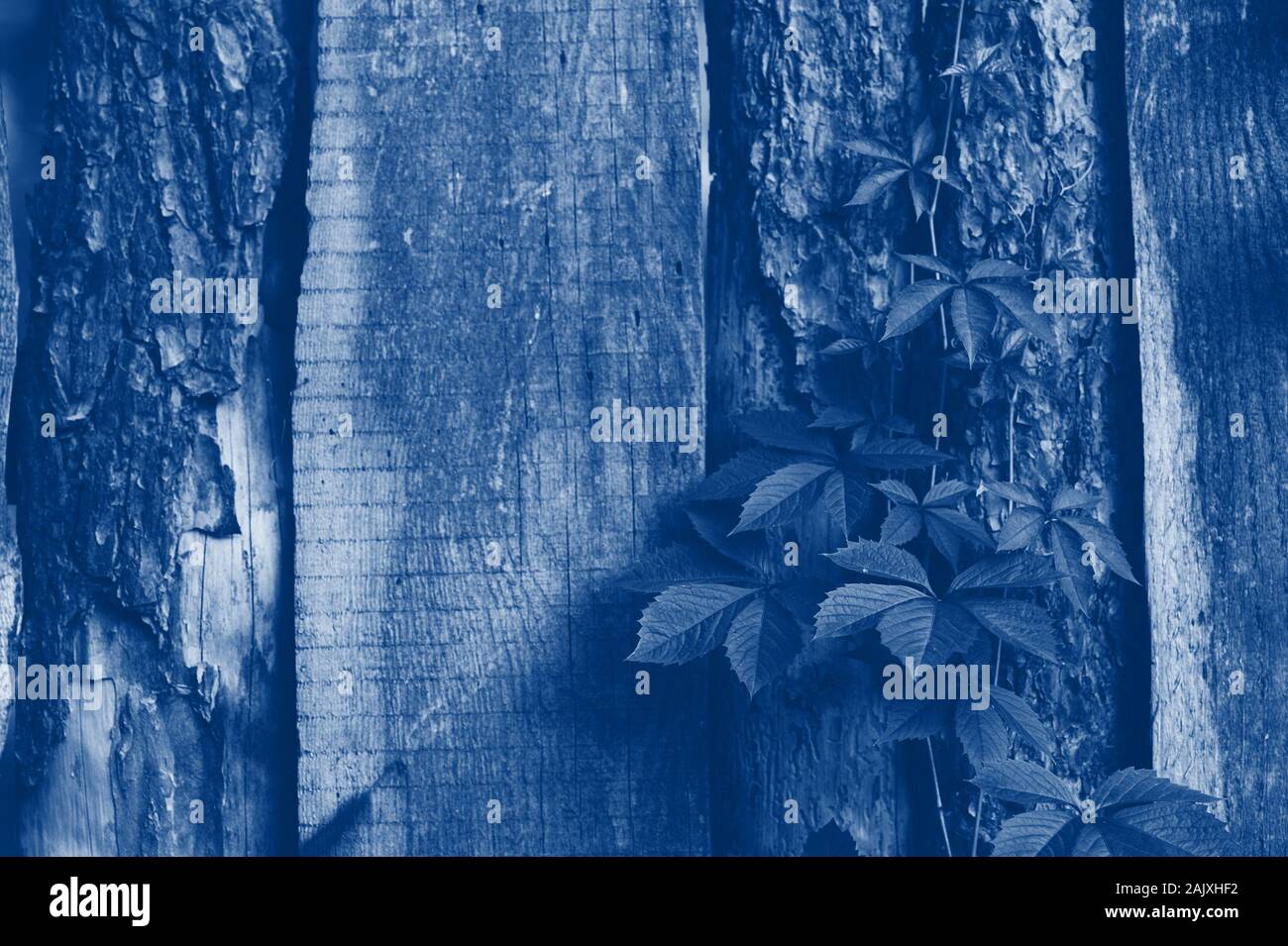 texture of old wooden fence with climbing plants. Classic blue toning trend 2020 color Stock Photo