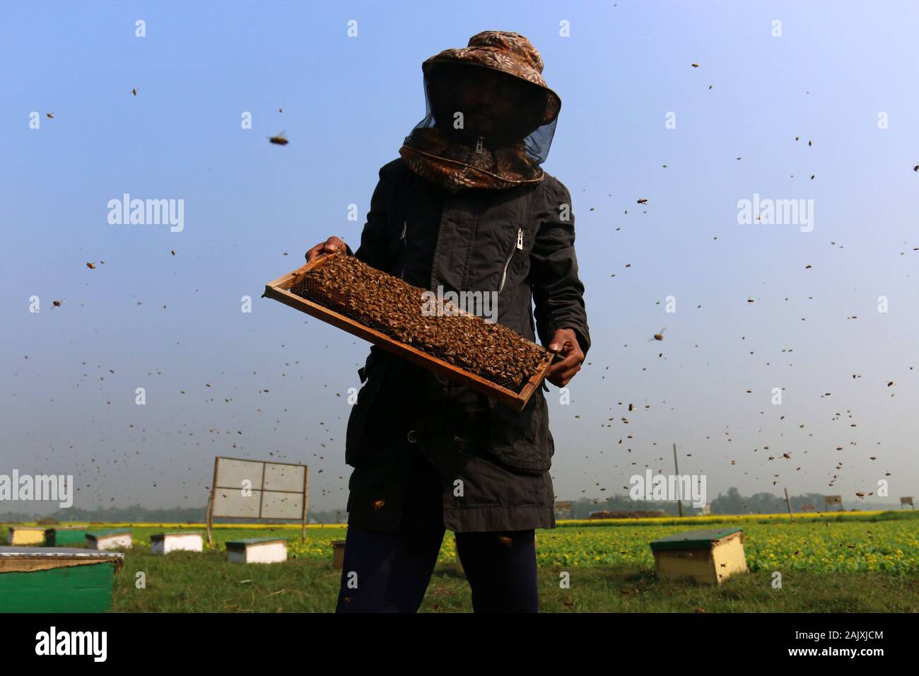 Dhaka, Bangladesh. 6th Jan, 2020. A worker holds a beehive set up at a mustard field in Munshiganj, Dhaka.According to the Bangladesh Institute of Apiculture (BIA), around 25 thousand cultivators including 1,000 commercial agriculturists produce at least 1500 tons of good quality honey a year across the country. Credit: Sultan Mahmud Mukut/SOPA Images/ZUMA Wire/Alamy Live News Stock Photo