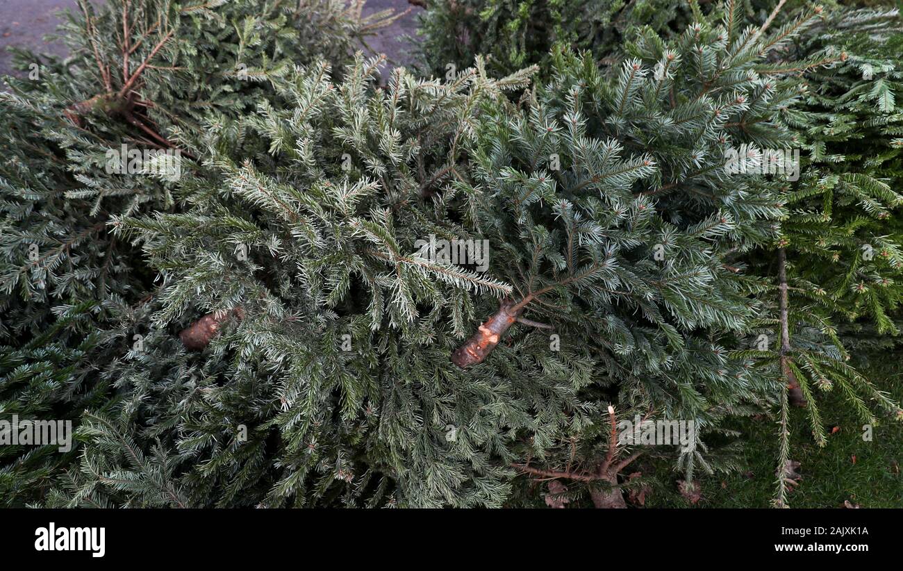 Discarded Christmas trees left at a collection site in a car park in Bray, Berkshire. The Royal Borough of Windsor and Maidenhead council are set to remove, shred and compost them before they are and turned into soil conditioner. Stock Photo