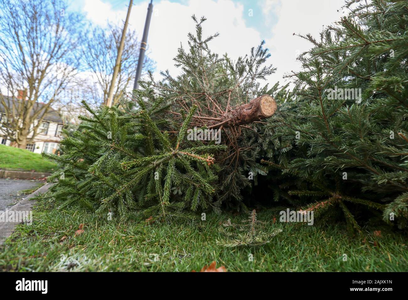 Discarded Christmas trees left at a collection site in a car park in Bray, Berkshire. The Royal Borough of Windsor and Maidenhead council are set to remove, shred and compost them before they are and turned into soil conditioner. Stock Photo
