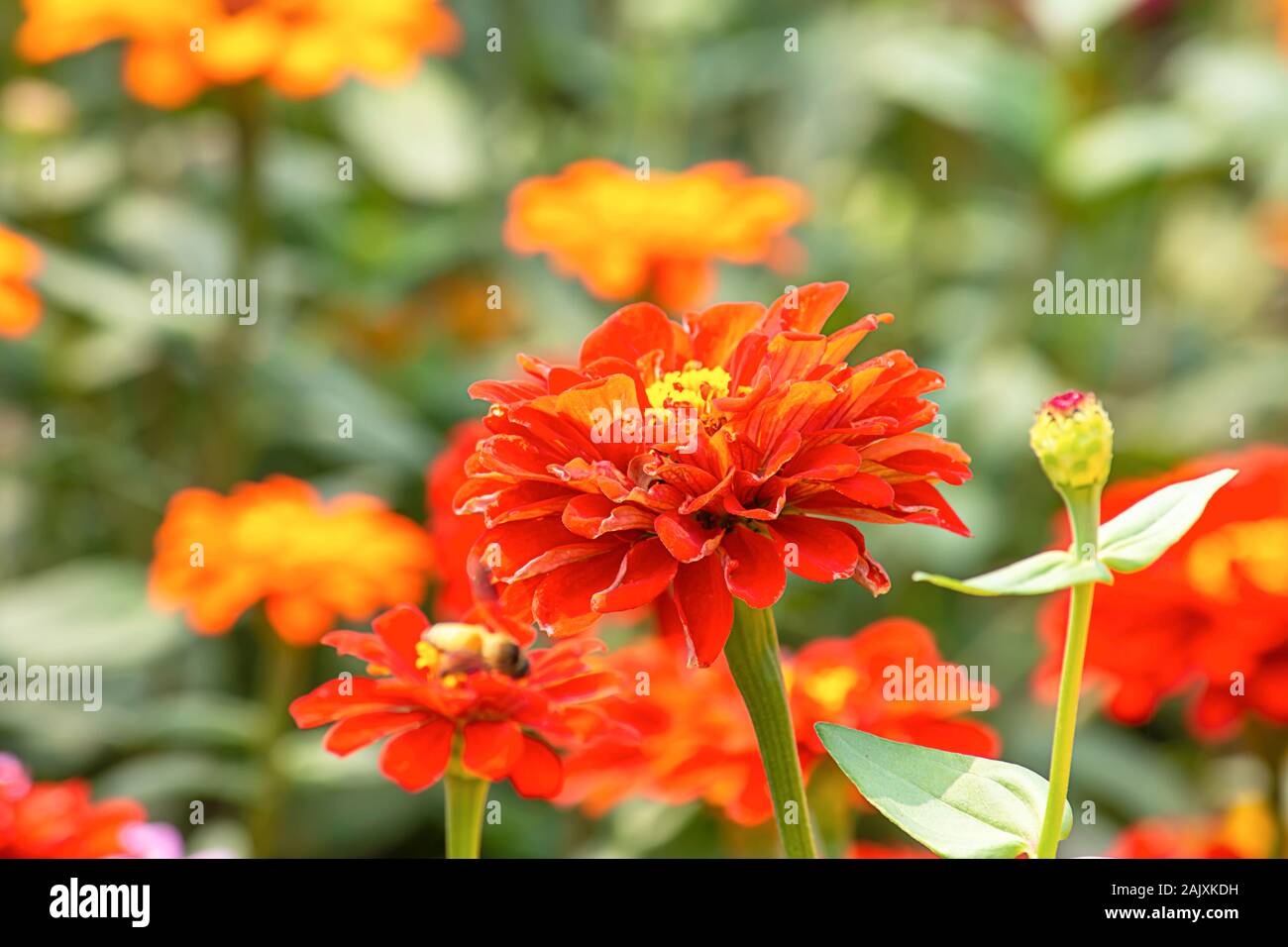 Orange Zinnia Bright colors attract insects Stock Photo Alamy