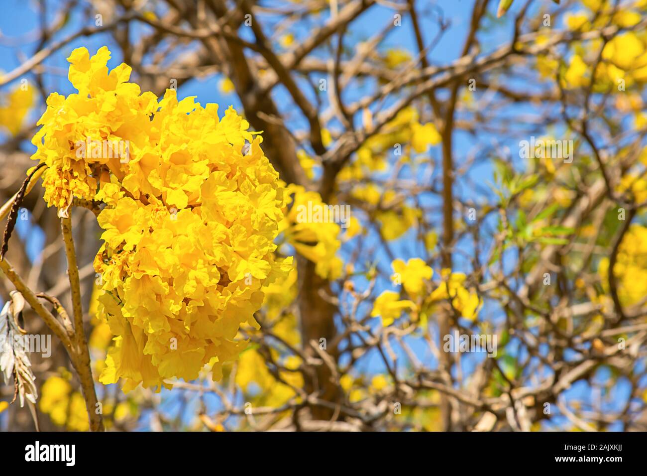 Bright yellow flowers or Peltophorum pterocarpum on the trees and the sky in the garden. Stock Photo