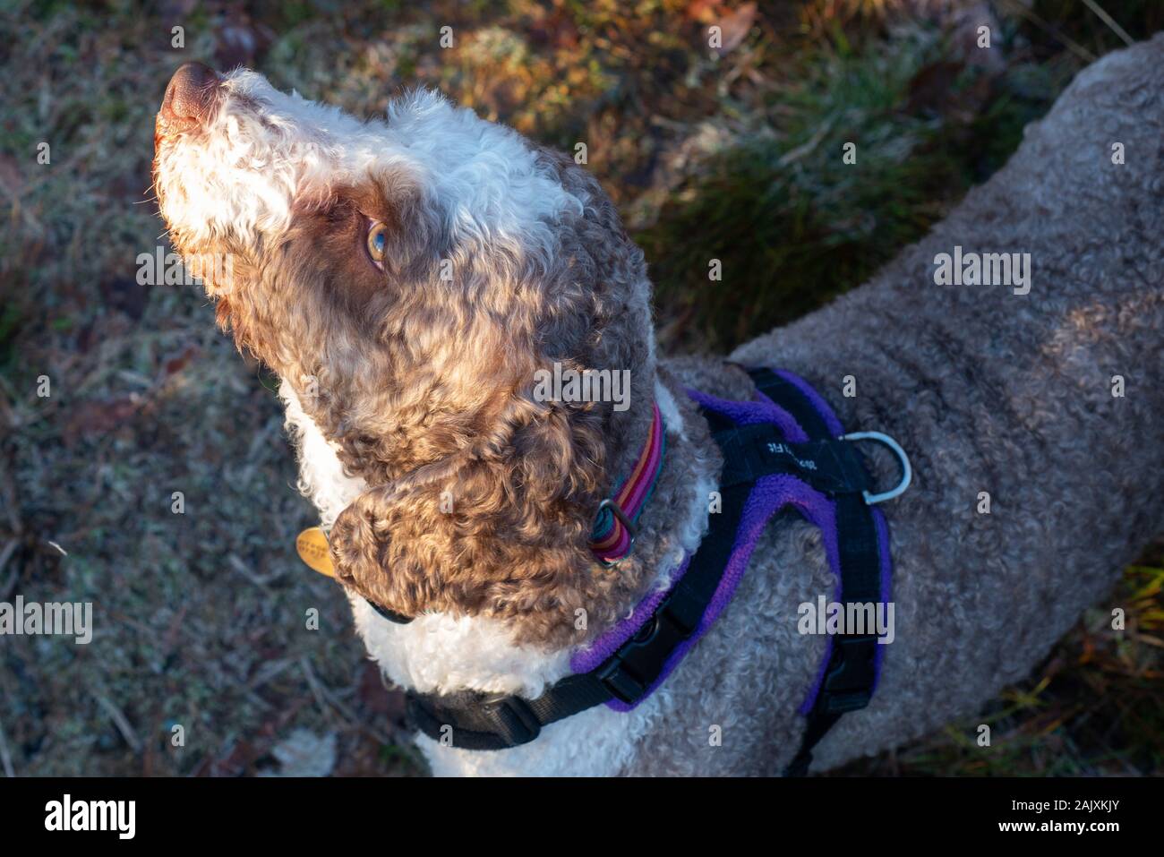 Spanish water dog with harness on Stock Photo