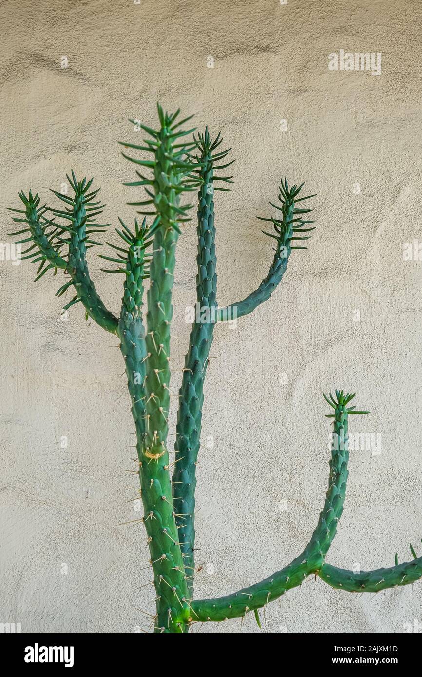 Green Cactus on Brown Wall Stock Photo