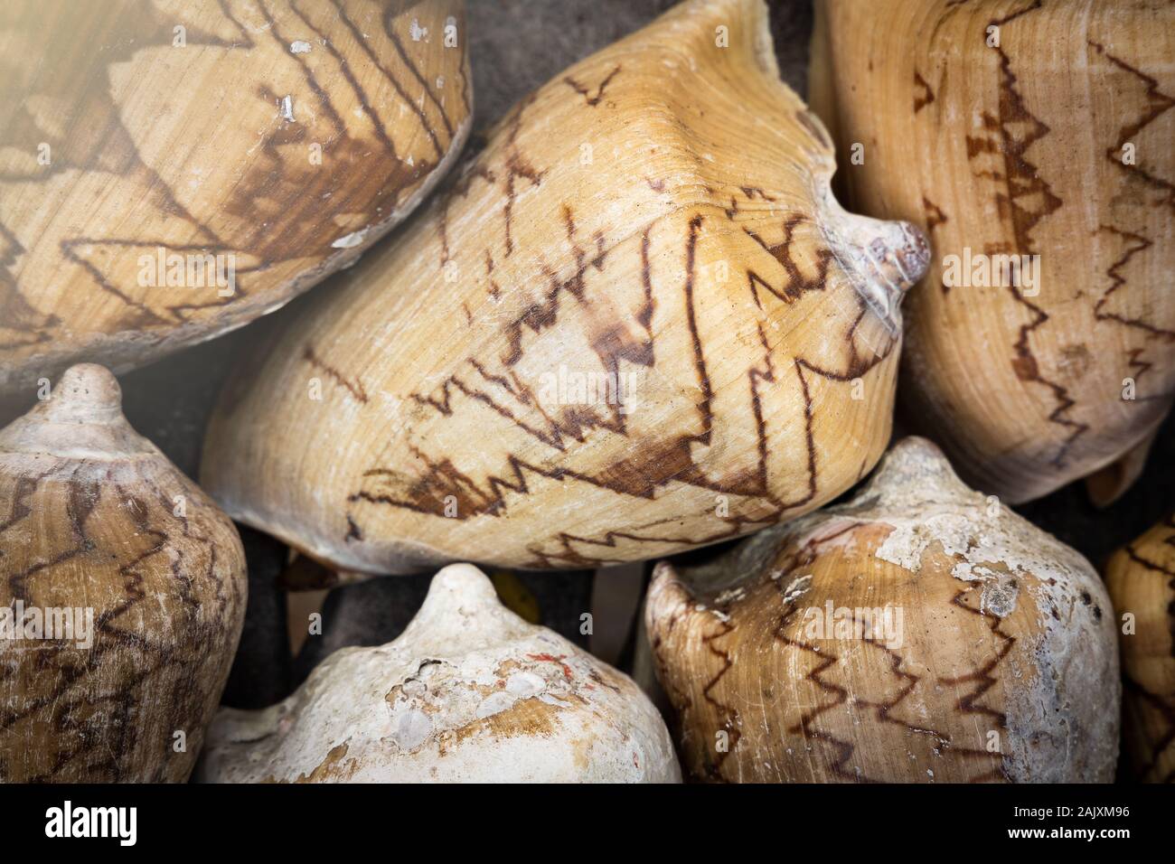Pile of light brown marble pattern cone snail's shells on the beach of Thailand. Stock Photo