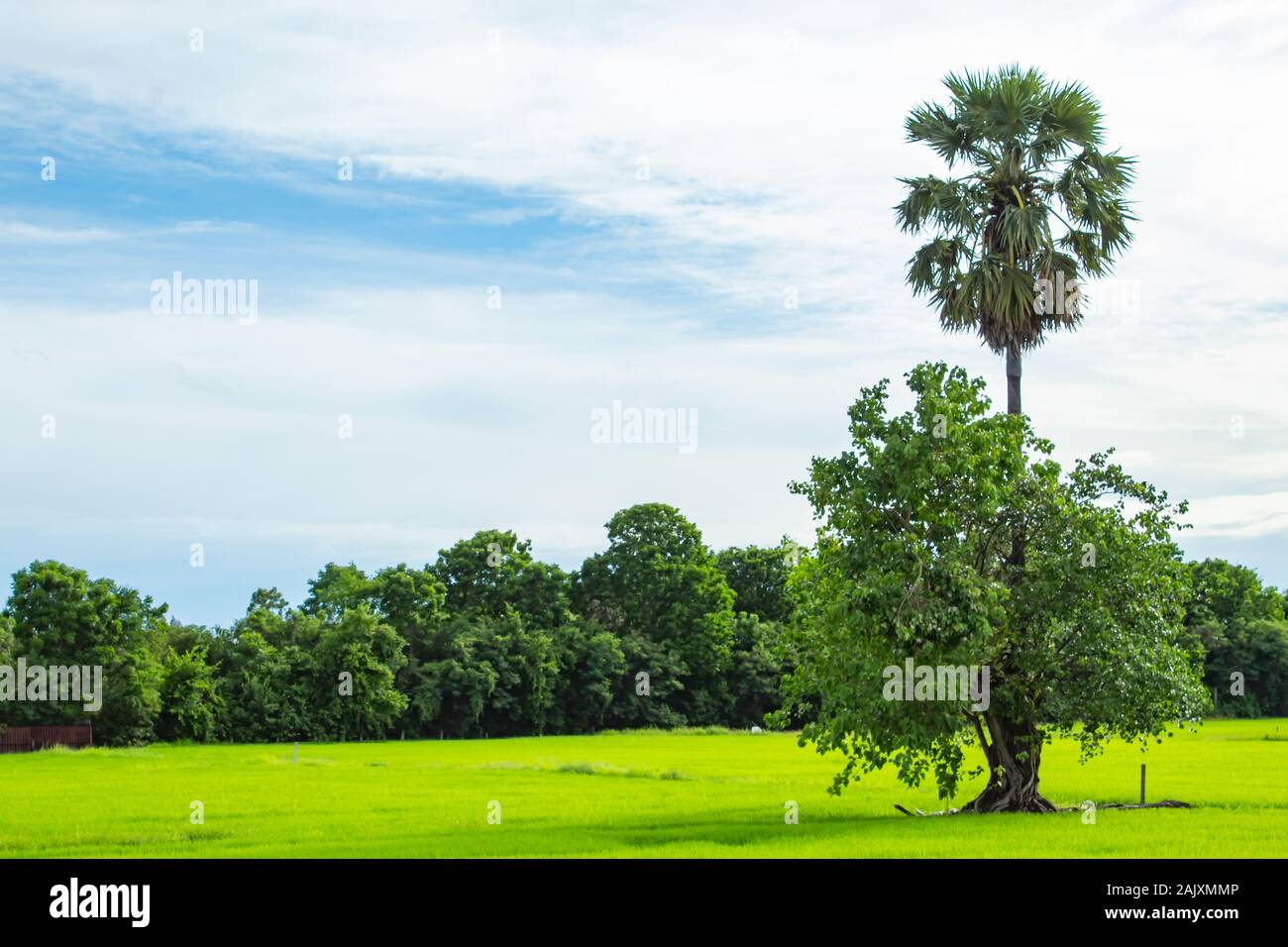 The beauty of the sky and rice fields Stock Photo - Alamy