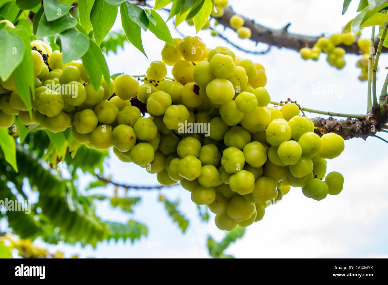 Gooseberry tree or Phyllanthus acidus (L.) Skeels. Stock Photo