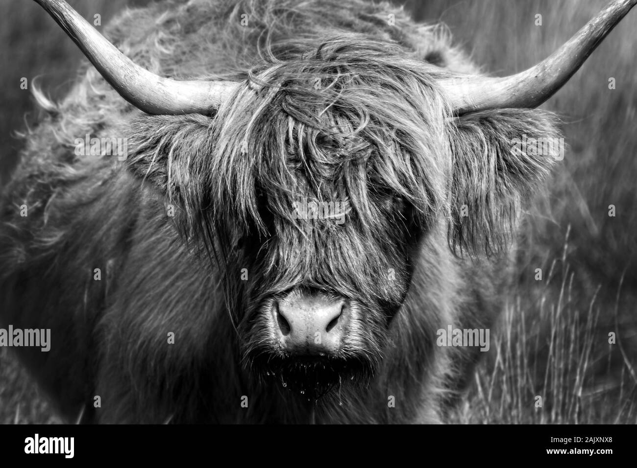 Portrait of a Highland cow. Black and white photography. Stock Photo