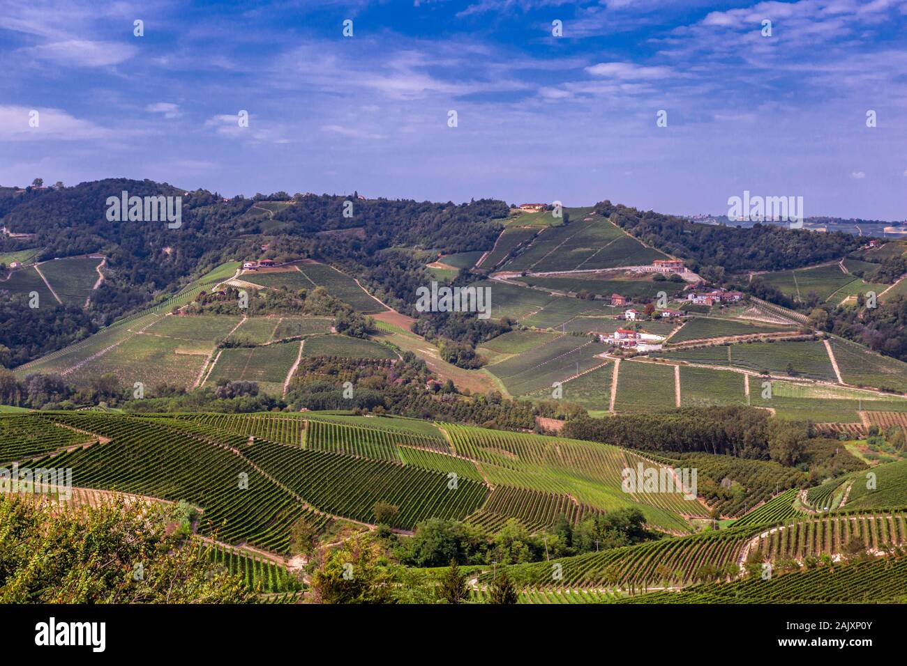 vineyards in piedmont in north Italy Stock Photo
