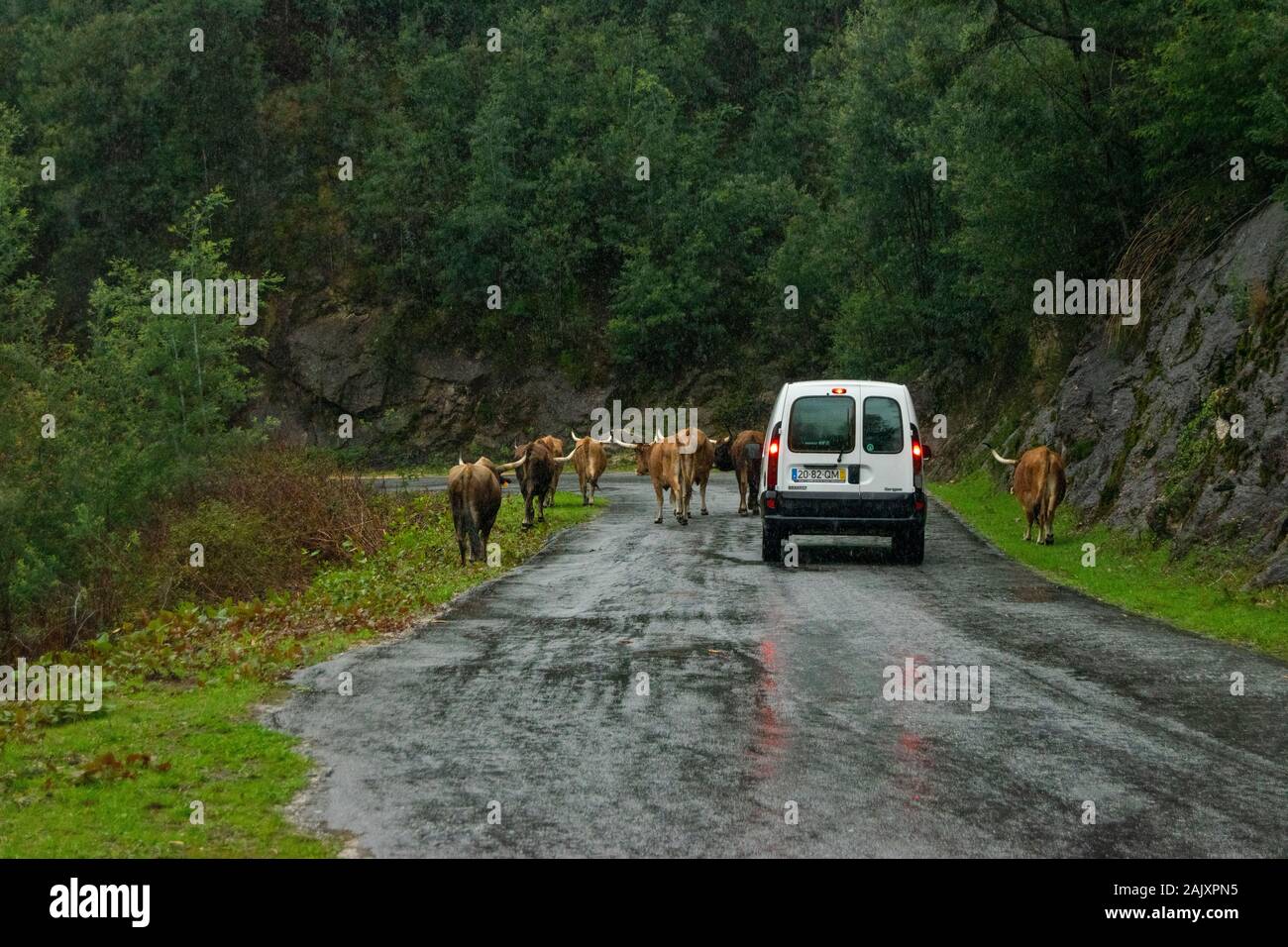 A herd of cattle block a country road in the MInho of Portugal Stock Photo