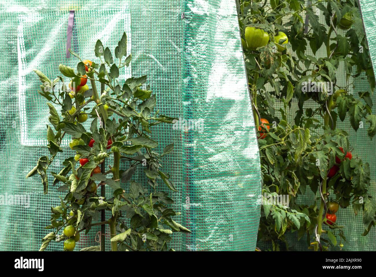 Tomatoes growing in plastic greenhouse, protection plants in small