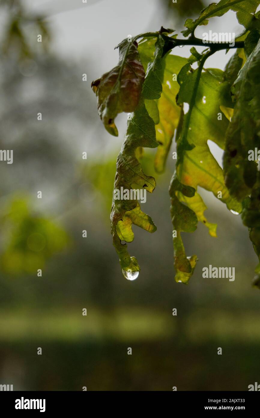Rain droplets on the leaf of an oak tree in the MInho of Portugal Stock Photo