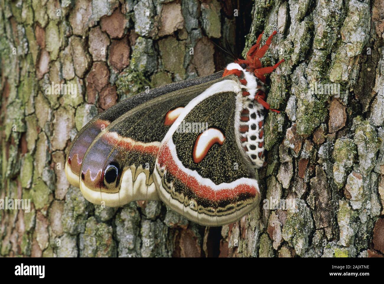 Cecropia Moth (Hyalophora cecropia) Female on flowering dogwood tree ...