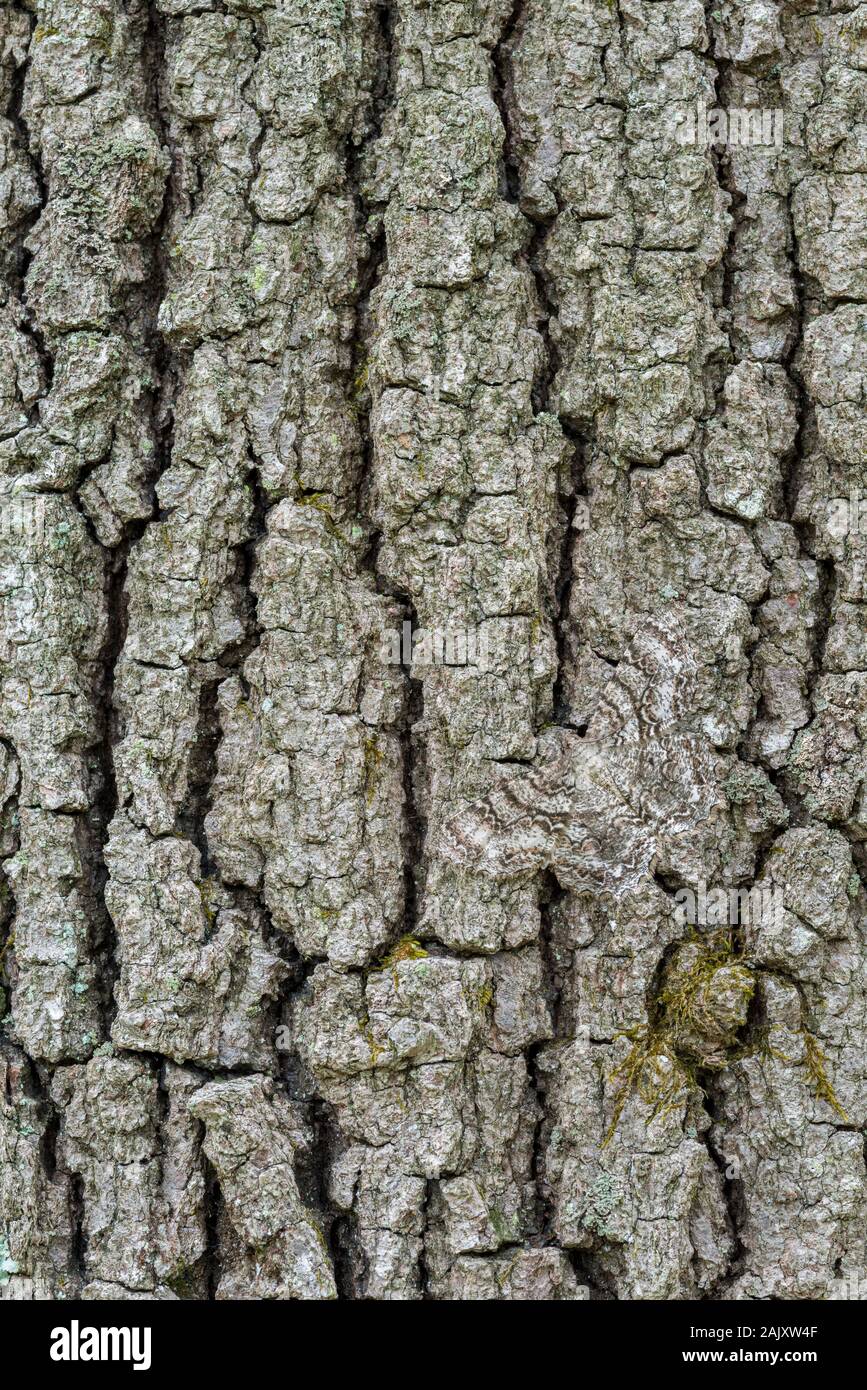 Tuliptree Beauty (Epimecis hortaria) Moth camouflaged on bark with wings spread. Reed Run Nature Preserve, Lancaster County, Pennsylvania, spring. Stock Photo