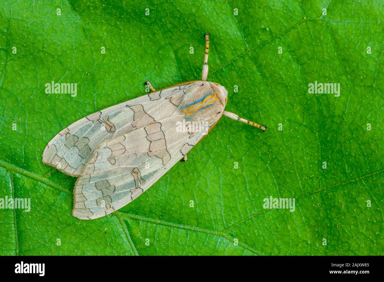 Banded Tussock Moth (Halysidota tessellaris) Adult resting on leaf. Weiser State Forest, Pennsylvania, summer. Stock Photo