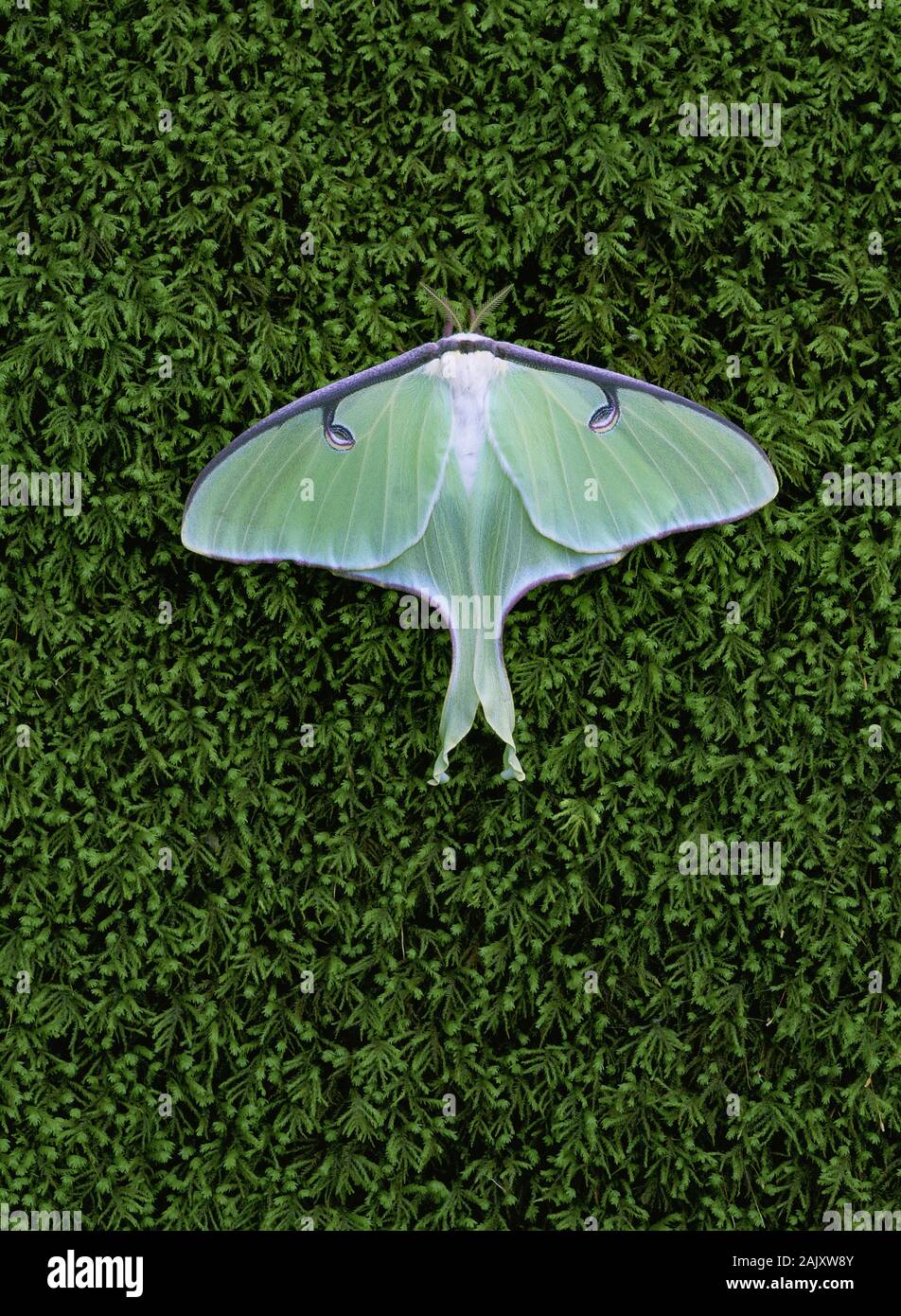Luna Moth (Actias luna) Female on moss covered rock.  Great Smoky Mountains National Park, TN, spring. Stock Photo