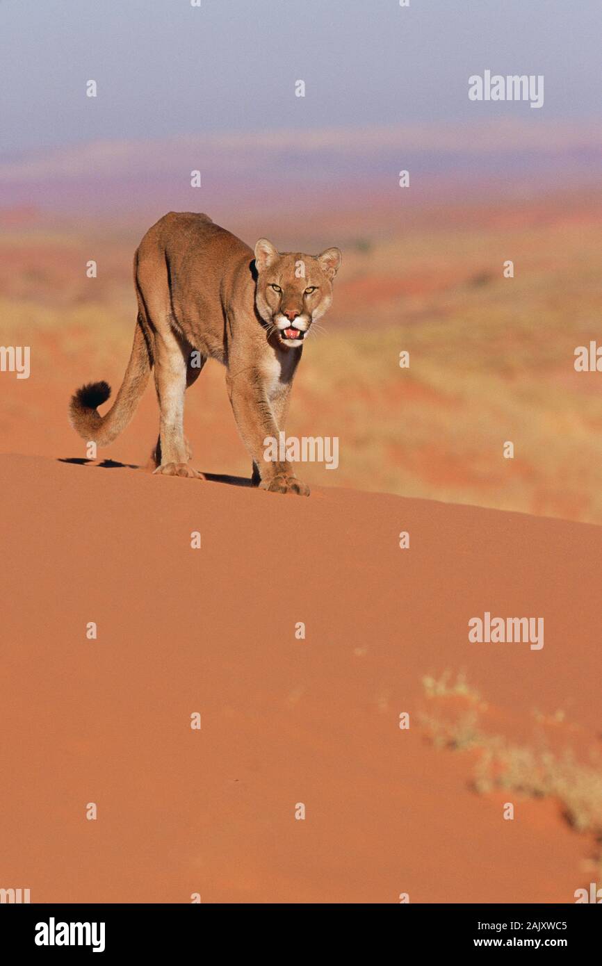 how to get mountain lion tag in az