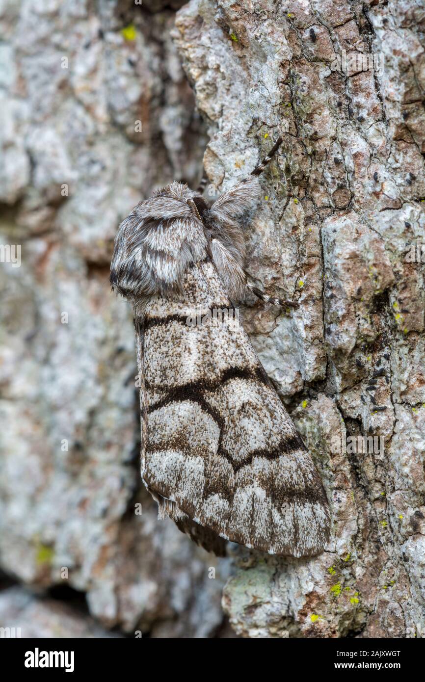 Eastern Panthea (Panthea furcilla) Adult on Chestnut Oak.  Weiser State Forest, Pennsylvania, spring. Stock Photo
