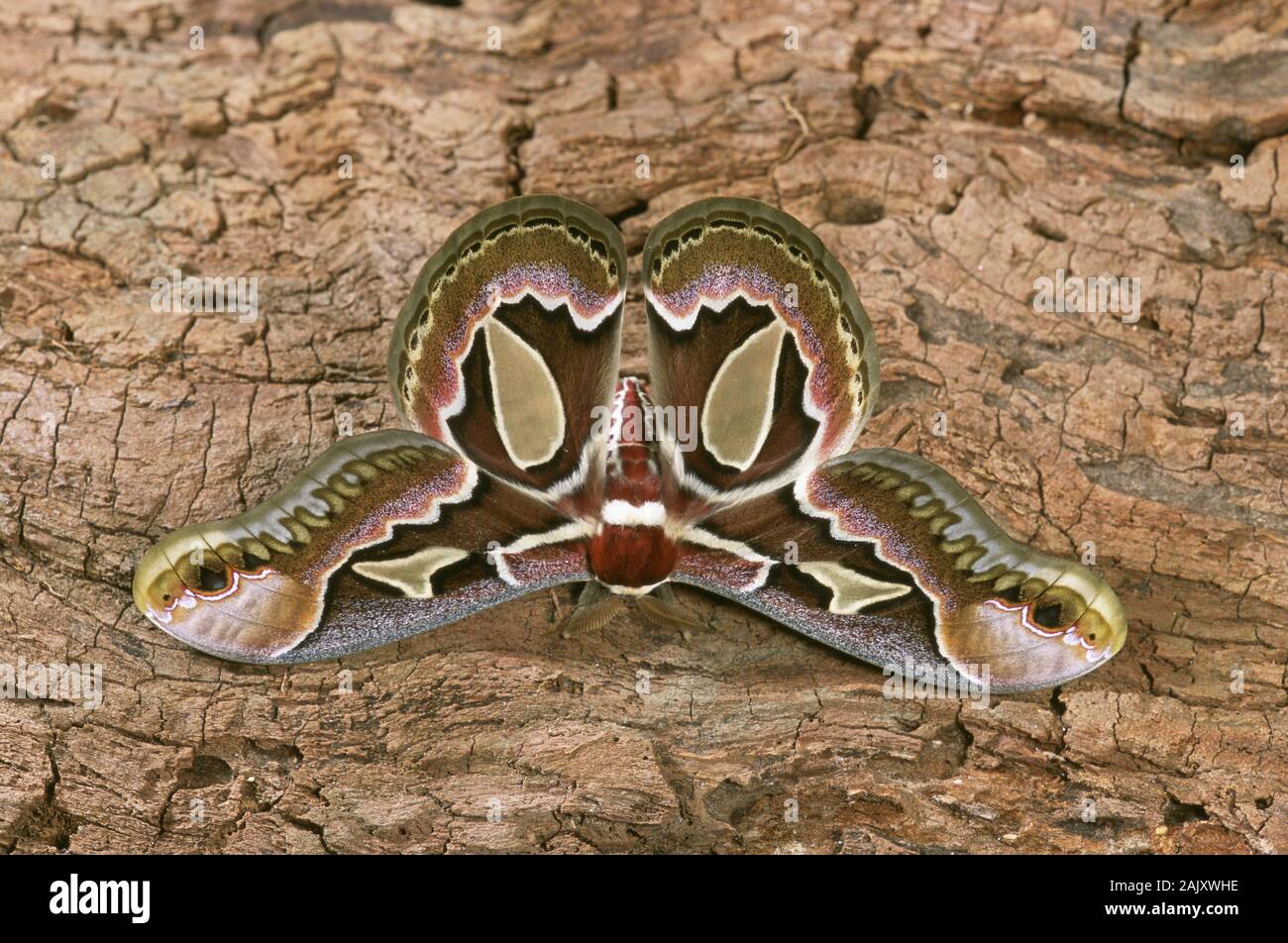 Rothschildia jacobaea  A saturnid moth found in Argentina and Brazil.  Adult resting with wings open showing hyaline wing windows. Stock Photo