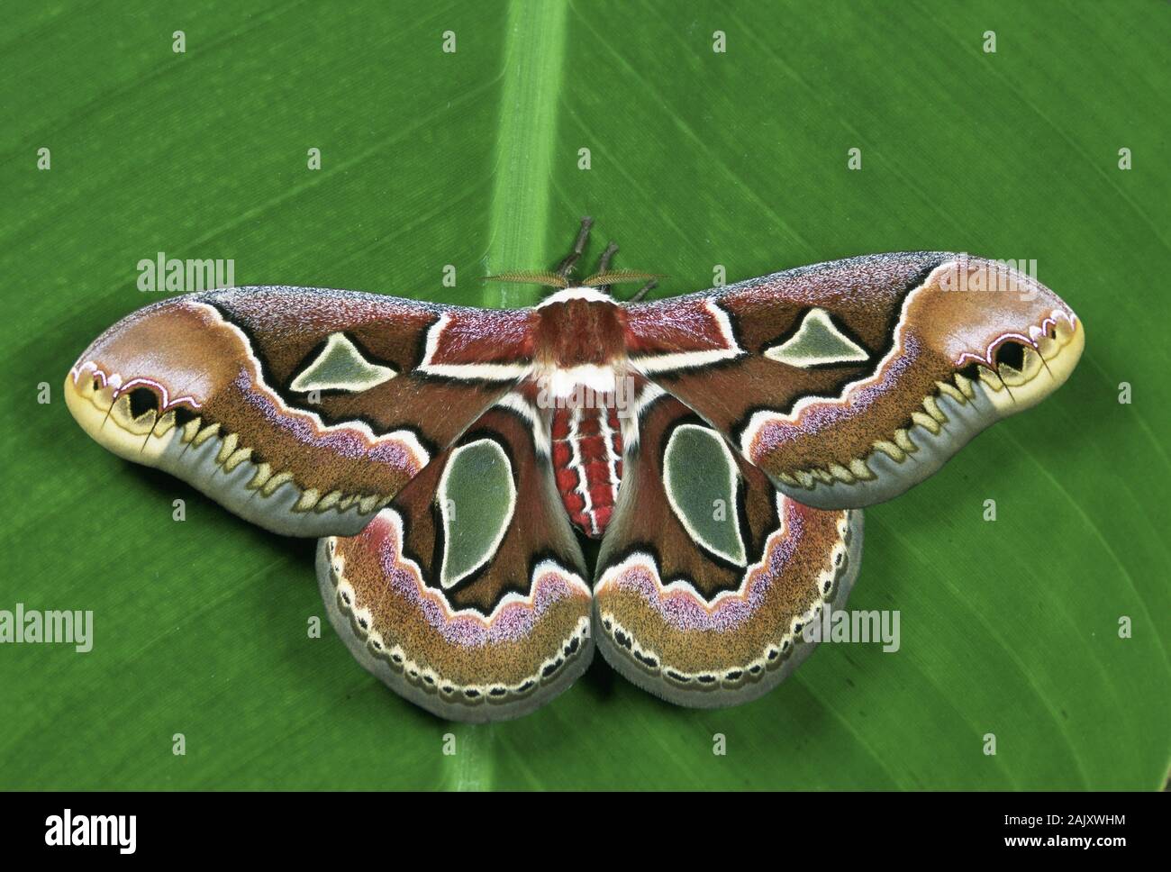 Rothschildia jacobaea  A saturnid moth found in Argentina and Brazil.  Adult resting with wings open showing hyaline wing windows. Stock Photo