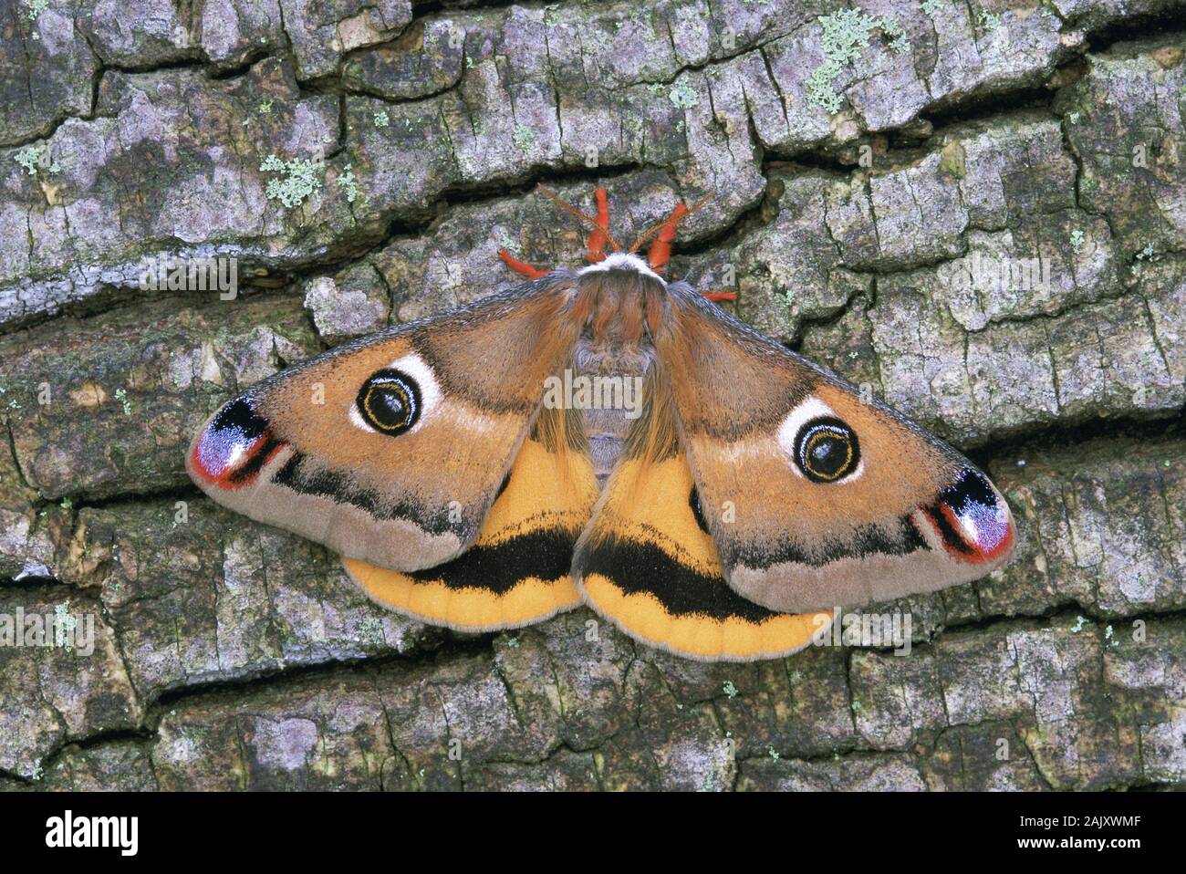 Walter's Saturnia Moth (Saturnia walterorum) Los Angeles County, California. Stock Photo