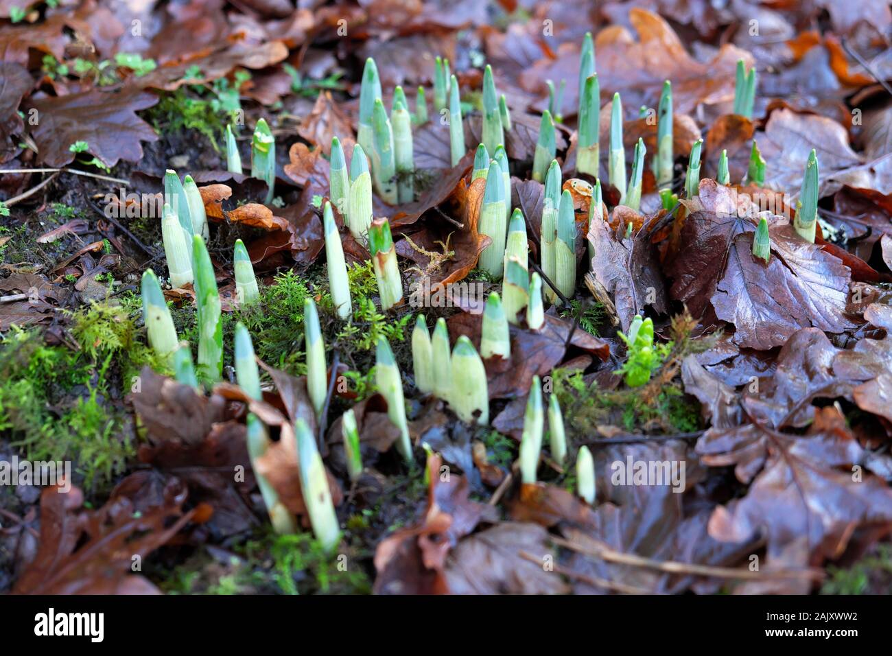 Daffodil shoots leaves daffodil bulbs daffodils emerging early in