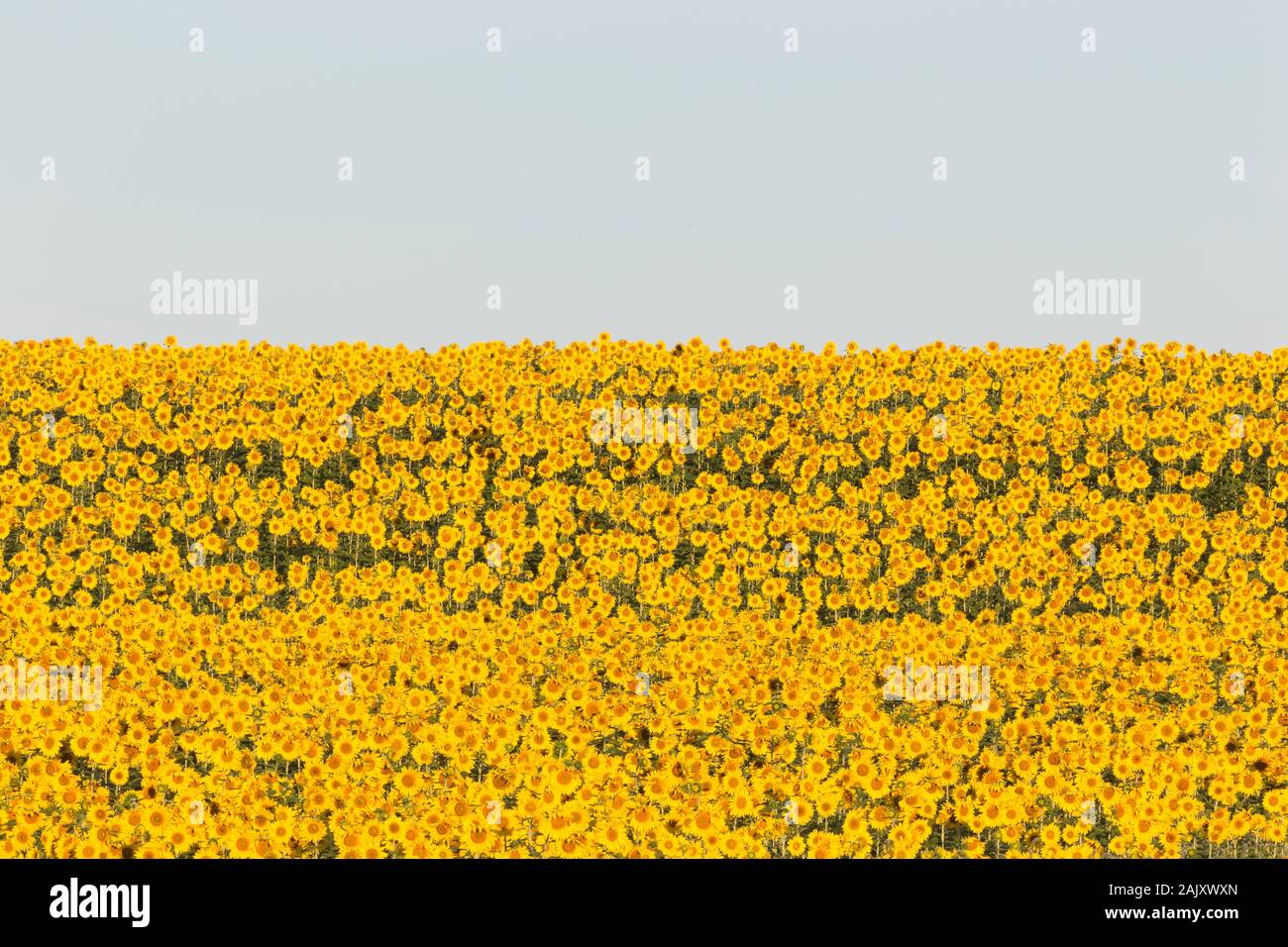Sunflower field in full bloom just as sun breaks horizon. Harford