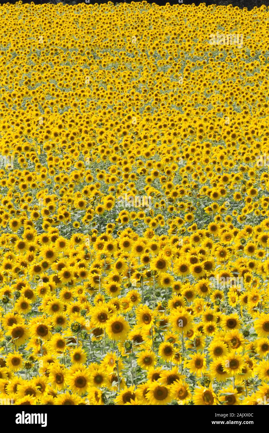 Sunflower field in full bloom. Harford County, Maryland Stock Photo Alamy