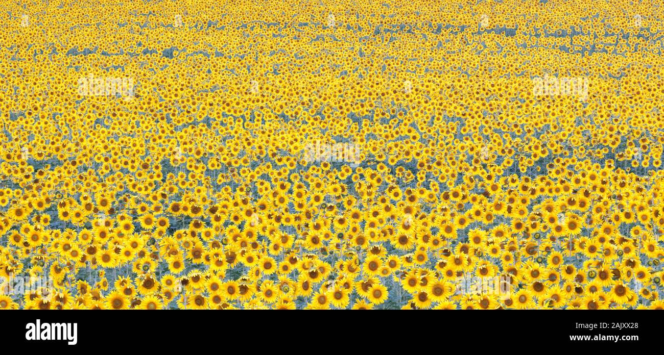 Sunflower field in full bloom. Panoramic photo of Harford County field. Maryland. Stock Photo