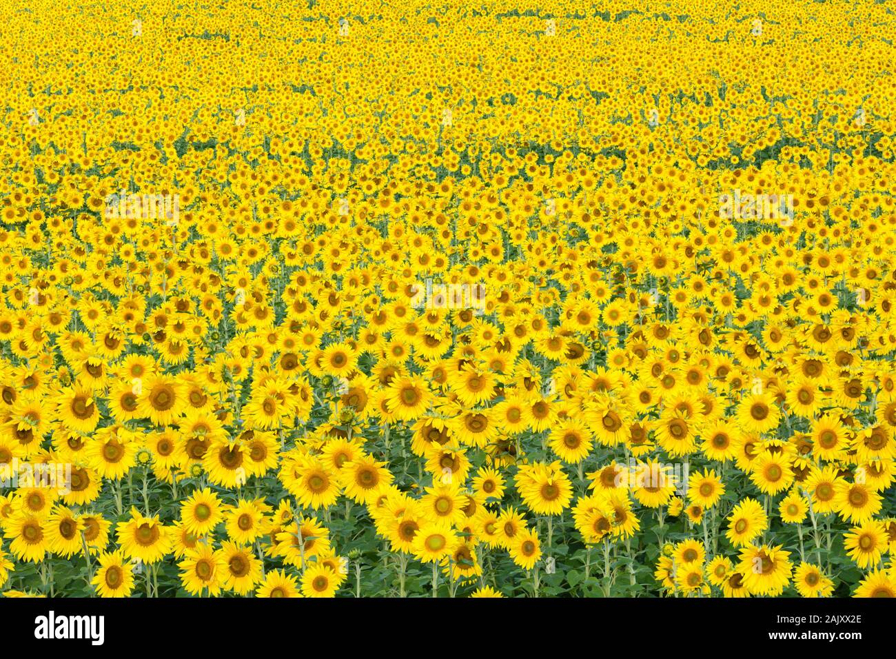Sunflower field in full bloom. Harford County, Maryland Stock Photo Alamy