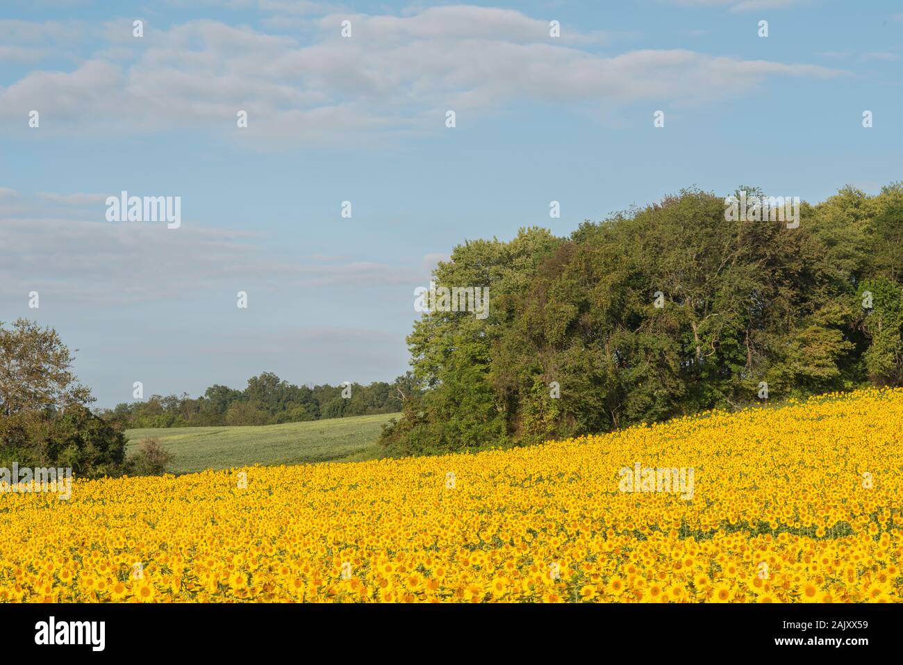 Sunflower field in full bloom on a blue sky morning. Harford County